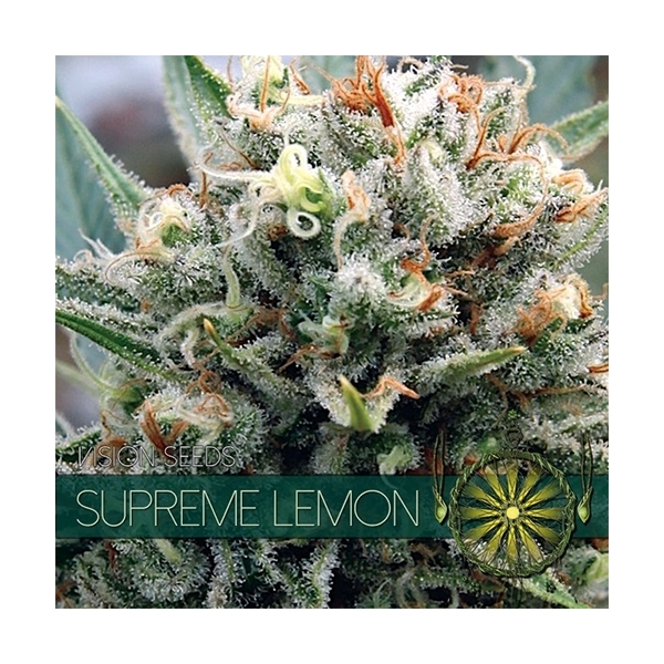 Supreme Lemon (Vision Seeds) Feminisoidut