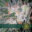 Tom Kush OG (Vision Seeds) Feminisoidut