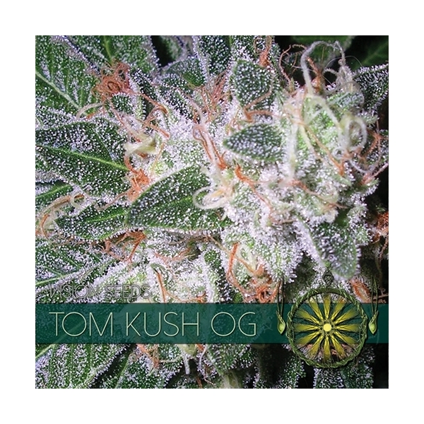 Tom Kush OG (Vision Seeds) Feminisoidut