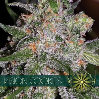 Vision Cookies (Vision Seeds) feminisoidut