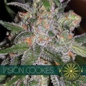 Vision Cookies (Vision Seeds) Feminisoidut