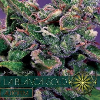 La Blanca Gold Autoflower (Vision Seeds) Feminisoidut