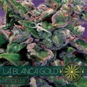 La Blanca Gold Autoflower (Vision Seeds) Feminisoidut
