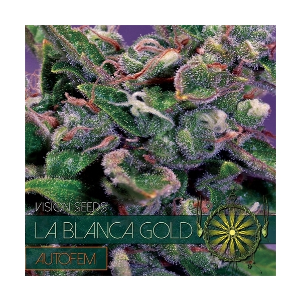 La Blanca Gold Autoflower (Vision Seeds) Feminisoidut