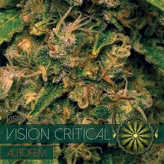 Vision Critical Autoflower (Vision Seeds) feminisoidut