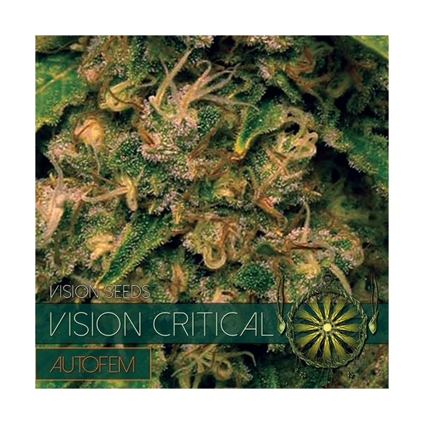 Vision Critical Autoflower (Vision Seeds) Feminisoidut
