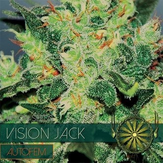 Vision Jack Autoflower (Vision Seeds) feminisoidut