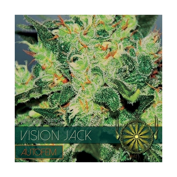 Vision Jack Autoflower (Vision Seeds) Feminisoidut