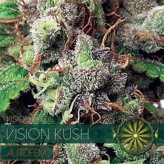 Vision Kush Autoflower (Vision Seeds) Feminisoidut