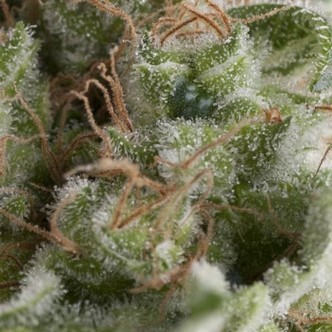 Auto American Pie (Pyramid Seeds) feminisoitu