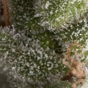 Auto Fresh Candy (Pyramid Seeds) Feminisoidut