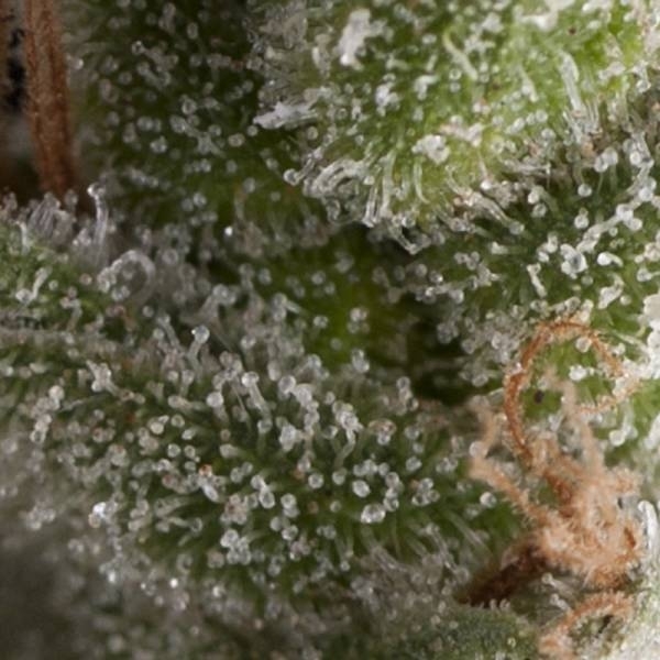 Auto Fresh Candy (Pyramid Seeds) Feminisoidut