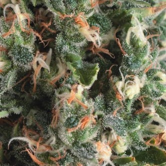 Auto Super OG Kush (Pyramid Seeds) feminisoitu