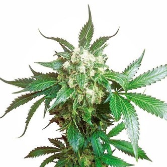 Black Domina (Sensi Seeds) feminisoitu