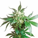Black Domina (Sensi Seeds) Feminisoidut