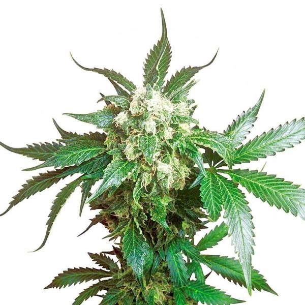 Black Domina (Sensi Seeds) Feminisoidut