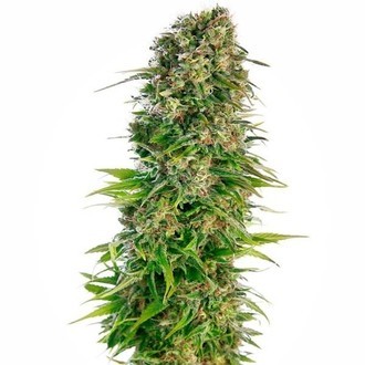 Hindu Kush Autoflower (Sensi Seeds) Feminisoidut