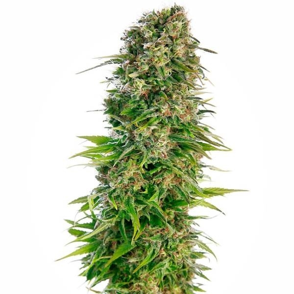 Hindu Kush Autoflower (Sensi Seeds) Feminisoidut