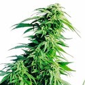 Hindu Kush (Sensi Seeds) Feminisoidut