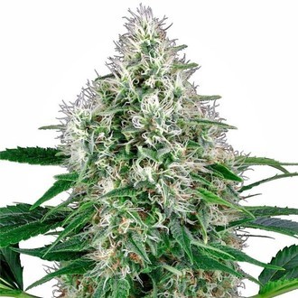 Pure Power Plant Autoflower (White Label) Feminisoidut