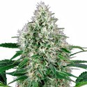 Pure Power Plant Autoflower (White Label) Feminisoidut