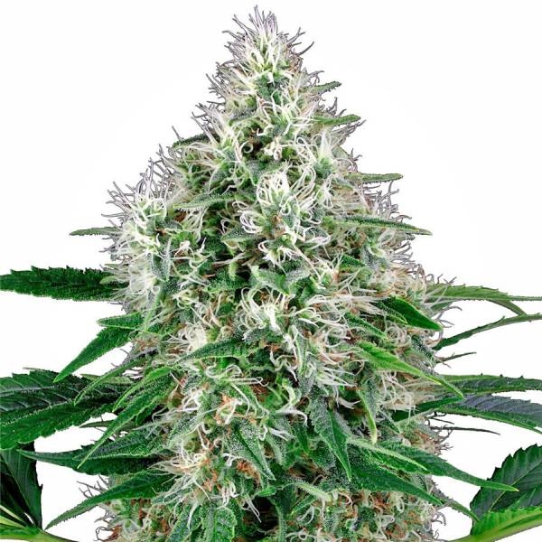Pure Power Plant Autoflower (White Label) Feminisoidut