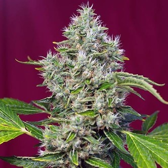 San Fernando Lemon Kush (Sweet Seeds) feminisoitu