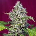 San Fernando Lemon Kush (Sweet Seeds) Feminisoidut
