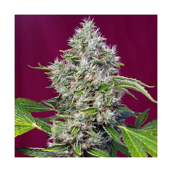 San Fernando Lemon Kush (Sweet Seeds) Feminisoidut