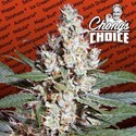 L.A. Amnesia (Paradise Seeds) Feminisoidut