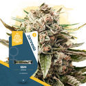 GG#4 (Zamnesia Seeds) Feminisoidut