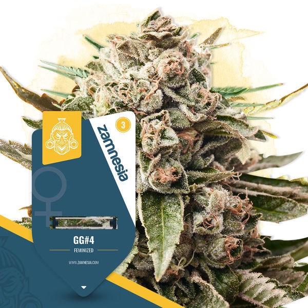 GG#4 (Zamnesia Seeds) Feminisoidut