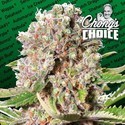 Mendocino Skunk (Paradise Seeds) Feminisoidut