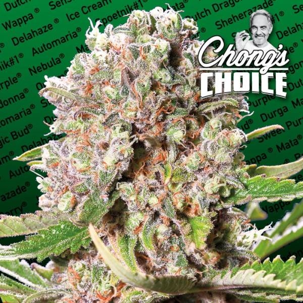 Mendocino Skunk (Paradise Seeds) Feminisoidut