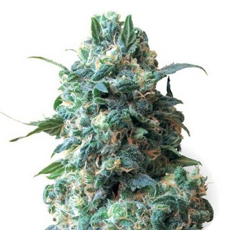 Critical (Sensation Seeds) feminisoitu