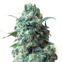 Critical (Sensation Seeds) Feminisoidut