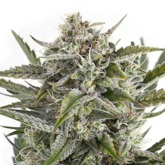OG Kush (Sensation Seeds) feminisoidut kannabiksen siemenet