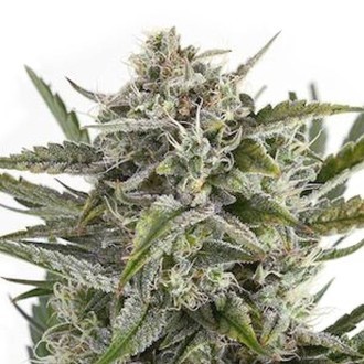 OG Kush (Sensation Seeds) Feminisoidut