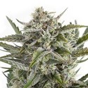 OG Kush (Sensation Seeds) Feminisoidut