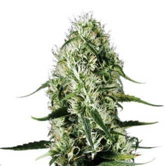 Super Silver Haze (Sensation Seeds) feminisoidut kannabiksen siemenet