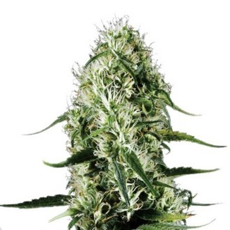 Super Silver Haze (Sensation Seeds) Feminisoidut