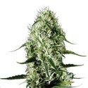 Super Silver Haze (Sensation Seeds) Feminisoidut