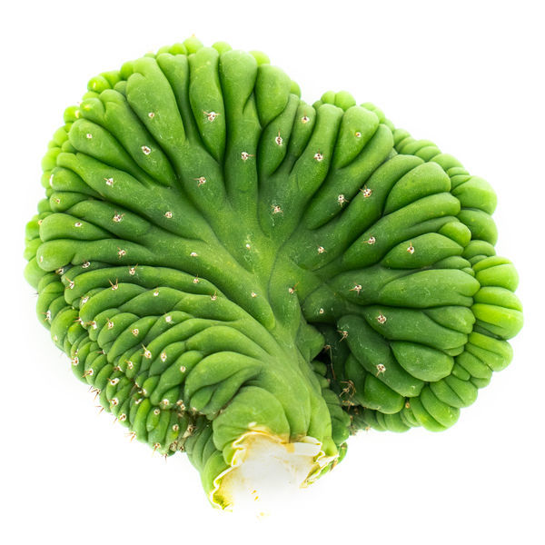 San Pedro -kaktus (Echinopsis pachanoi cristata)