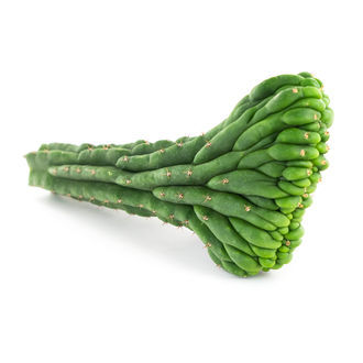 San Pedro -kaktus (Echinopsis pachanoi cristata)