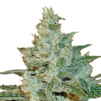 AK-47 (Sensation Seeds) Feminisoidut