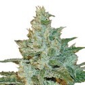 AK-47 (Sensation Seeds) Feminisoidut