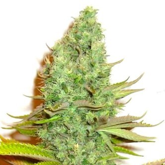 Sensation Victory (Sensation Seeds) feminisoidut