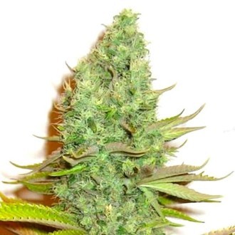 Sensation Victory (Sensation Seeds) Feminisoidut