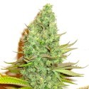 Sensation Victory (Sensation Seeds) Feminisoidut