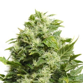 Cheese (Sensation Seeds) feminisoidut kannabiksen siemenet